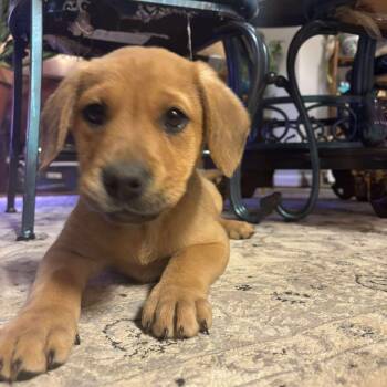 Rescue Doberman Pinscher Dogs for Adoption in Fredericksburg, Virginia - Lover Bellini | PetCurious