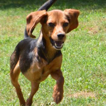 RUBY -  Beagle Dog for Adoption in Athens, Alabama - RUBY | PetCurious