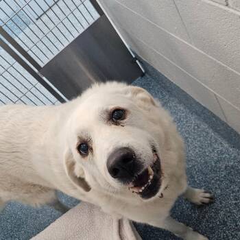 Great Pyrenees Dogs Available for Adoption - Rivi | PetCurious