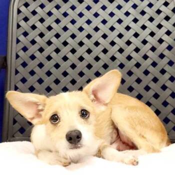 Sprite -  Cairn Terrier Dog for Adoption in Fort Davis, Texas - Sprite | PetCurious