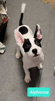 Rescue Pit Bull Terrier Dogs for Adoption in Richmond, Indiana - Alphonse | PetCurious