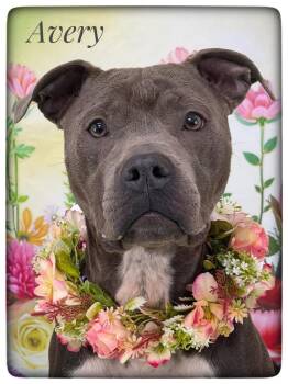 Mixed Breed Dogs Available for Adoption in Flint, Michigan - Avery | PetCurious