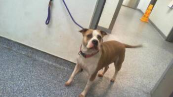 Pit Bull Terrier Dogs Available for Adoption in Charlotte, North Carolina - DAKOTA | PetCurious