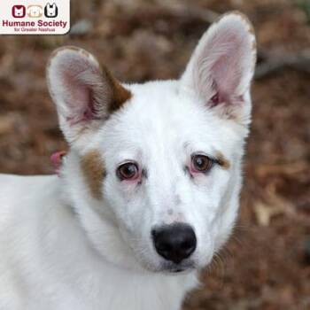 Seraphina -  Mixed Breed Dog for Adoption in Hudson, New Hampshire - Seraphina | PetCurious