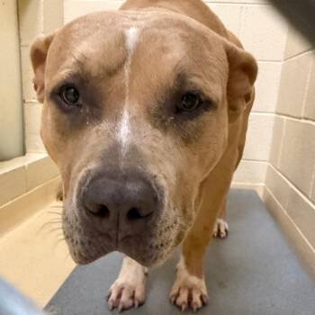 Profit -  Mixed Breed Dog for Adoption in Winston-salem, North Carolina - Profit | PetCurious