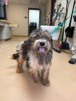 Lenny -  Poodle Dog for Adoption in Nacogdoches, Texas - Lenny | PetCurious