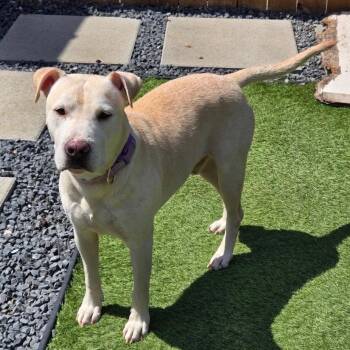 Blanco - Gentle Soul Looking for His Forever Family -  Labrador Retriever and Pit Bull Terrier Dog for Adoption in Sugar Land, Texas - Blanco - Gentle Soul Looking For His Forever Family | PetCurious