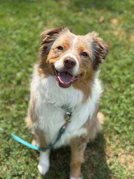 Rescue Australian Shepherd Dogs for Adoption in Albany, New York - Nala | PetCurious