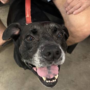 Black Labrador Retriever Dogs Available for Adoption in Tampa, Florida - Brody | PetCurious