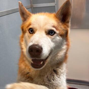 Siberian Husky Dogs Available for Adoption in Matteson, Illinois - Homer | PetCurious