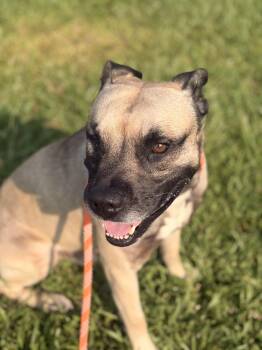 Bruce -  Terrier and Shepherd Dog for Adoption in Winnabow, North Carolina - Bruce | PetCurious