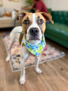 Kenji Cowboy Chicken -  Boxer and Pit Bull Terrier Dog for Adoption in Friendswood, Texas - Kenji Cowboy Chicken | PetCurious