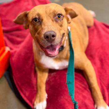 Zinnia -  Mixed Breed Dog for Adoption in Buffalo, Minnesota - Zinnia | PetCurious