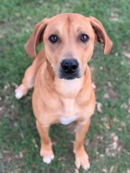 Plott Hound and Terrier Dogs Available for Adoption in Bloomfield, Connecticut - Gumbo | PetCurious
