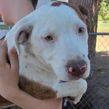 American Staffordshire Terrier and Black Labrador Retriever Dogs Available for Adoption in Klamath Falls, Oregon - Frek | PetCurious