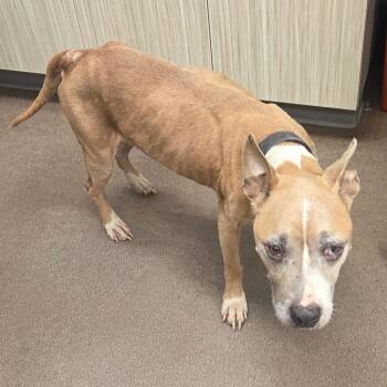 Melba -  Mixed Breed Dog for Adoption in Chattanooga, Tennessee - Melba | PetCurious
