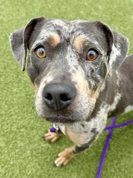 Mixed Breed Dogs Available for Adoption in Wichita, Kansas - Stardew Valley | PetCurious