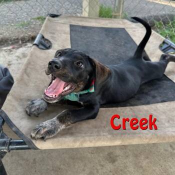 Creek -  Australian Cattle Dog Blue Heeler and Coonhound Dog for Adoption in Oak Ridge, Tennessee - Creek | PetCurious