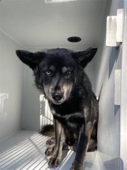 Rescue Norwegian Elkhound and Husky Dogs for Adoption in Houston, Texas - A639526 | PetCurious