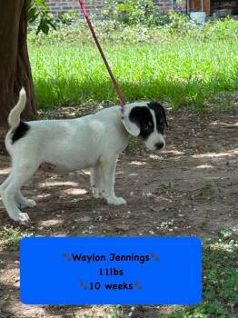 Waylon -  Rhodesian Ridgeback Dog for Adoption in Syracuse, New York - Waylon | PetCurious