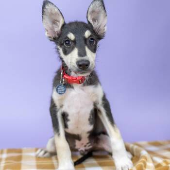 John -  Mixed Breed Dog for Adoption in Portland, Oregon - John | PetCurious