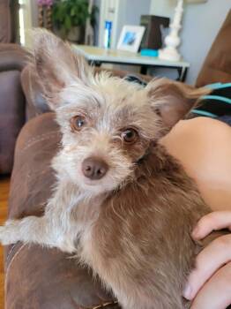 Evangeline -  Yorkshire Terrier and Chihuahua Dog for Adoption in Anniston, Alabama - Evangeline | PetCurious