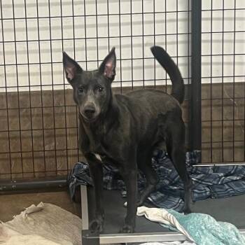 Rescue German Shepherd Dog and Australian Kelpie Dogs for Adoption - Greta | PetCurious