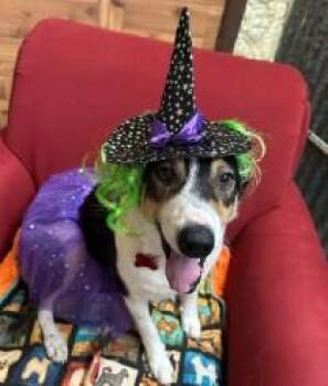 Rescue Collie Dogs for Adoption in Llano, Texas - Lady Bug | PetCurious