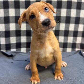 Shepherd Dogs Available for Adoption in Edinburg, Texas - Drax | PetCurious