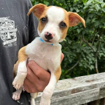 NY Grinch avail July 3 (Rev 250 Patterson NY) -  Chihuahua and Mixed Breed Dog for Adoption in Eastford, Connecticut - NY Grinch Avail July 3 (Rev 250 Patterson NY) | PetCurious