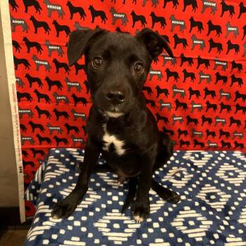 Tipton -  Terrier Dog for Adoption in Washburn, Missouri - Tipton | PetCurious