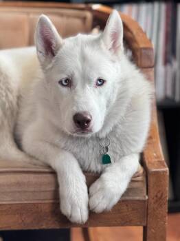 Maya -  Husky Dog for Adoption in Millcreek, Utah - Maya | PetCurious