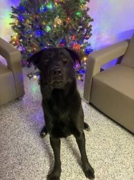 Rescue Black Labrador Retriever and German Shepherd Dog Dogs for Adoption in Lake Tapwingo, Missouri - Boo Bear | PetCurious
