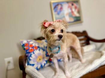 Princess Charlotte -  Maltese and Poodle Dog for Adoption in Friendswood, Texas - Princess Charlotte | PetCurious