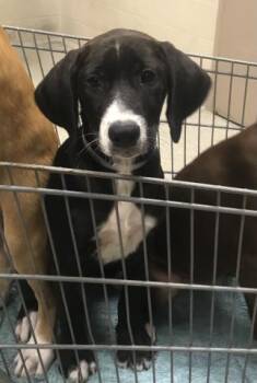 A430433 -  Labrador Retriever and Great Dane Dog for Adoption in Conroe, Texas - A430433 | PetCurious