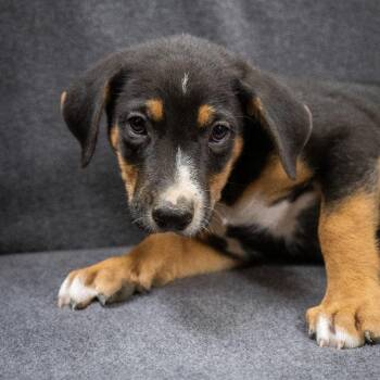 Hawk -  Mixed Breed Dog for Adoption in Cheyenne, Wyoming - Hawk | PetCurious