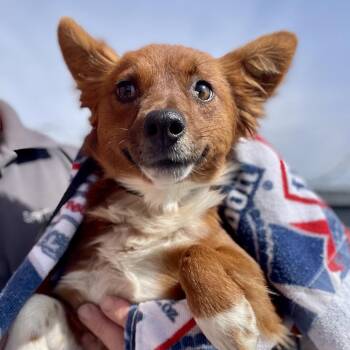 Chihuahua and Cattle Dog Dogs Available for Adoption - Fifi | PetCurious