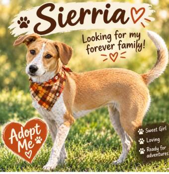 Sierra - A Lovebug! -  Australian Cattle Dog Blue Heeler and Labrador Retriever Dog for Adoption in Green Ridge, Missouri - Sierra - A Lovebug! | PetCurious