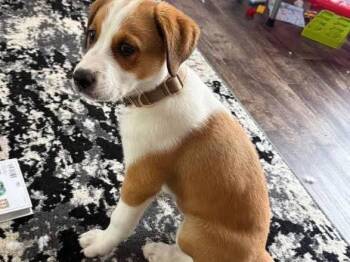 Reacher -  Australian Cattle Dog Blue Heeler and Beagle Dog Available for Adoption in Milton, Georgia - Reacher | PetCurious