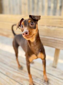 Ghost -  Miniature Pinscher Dog for Adoption in Muskegon, Michigan - Ghost | PetCurious