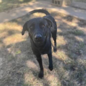 Rescue Labrador Retriever Dogs for Adoption in Brownsboro, Alabama - Wylie | PetCurious