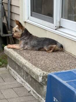 Theo 4441 -  Yorkshire Terrier Dog for Adoption in Pickering, Ontario - Theo 4441 | PetCurious