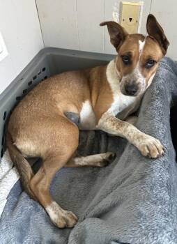 Hound Dogs Available for Adoption - Sunny | PetCurious