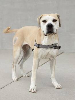 Fifi -  Pit Bull Terrier and Mixed Breed Dog for Adoption in Longmont, Colorado - Fifi | PetCurious