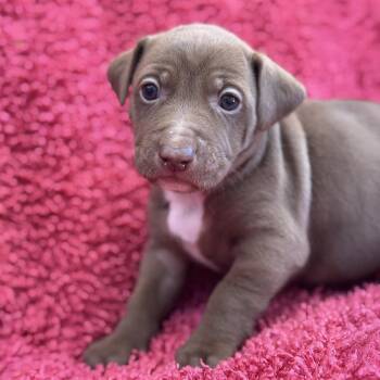 Rescue Spaniel and Terrier Dogs for Adoption in San Diego, California - Taffy Pup - Cinniminni | PetCurious