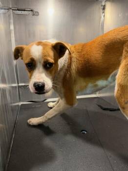 Terrier Dogs Available for Adoption - JIMMY | PetCurious