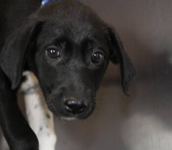 Hound and Mixed Breed Dogs Available for Adoption - Ace | PetCurious