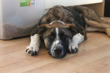 Rescue Mixed Breed Dogs for Adoption in Lansing, Michigan - Maverick (25-150 D) | PetCurious