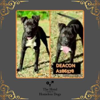 Rescue American Staffordshire Terrier and Terrier Dogs for Adoption in Cumberland, Rhode Island - Deacon | PetCurious