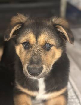 Rescue Australian Cattle Dog Blue Heeler Dogs for Adoption in Fort Lupton, Colorado - Chokladbiskvi | PetCurious